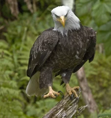 Foto op Plexiglas Bald Eagle, Alaska © Betty Sederquist