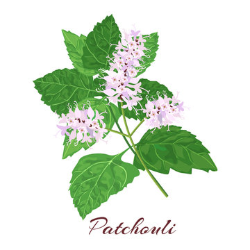 patchouli. blossoming  flowers and leaves. isolated