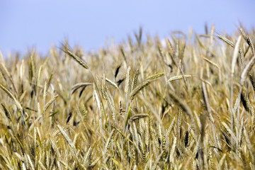 farm field cereals