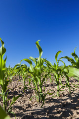 Field of green corn