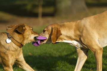 two dogs playing around