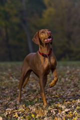 Magyar Vizsla hunting dog posing