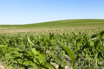 Field of green corn