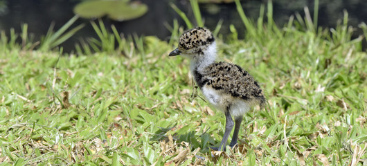 Cub of Southern lapwing