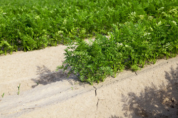 Field with carrot