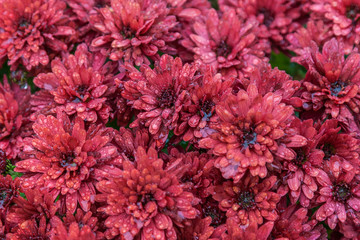 Drops of rain on redchrysanthemum flowers in garden.