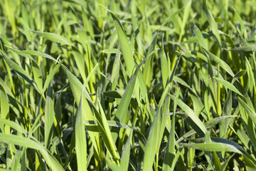 Field with cereal