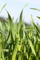 Field with cereal