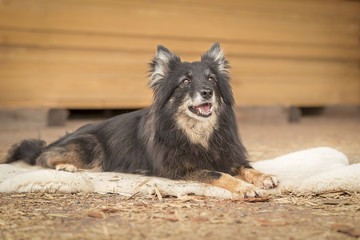 Fototapeta na wymiar dunkler Islandhund liegend - Portrait Outdoor
