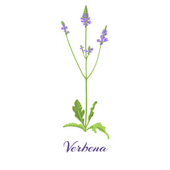 Fototapeta premium Flowering verbena. Vector illustration