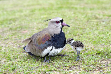 Female of the Southern lapwing nesting cubs