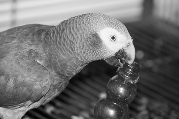 parrot African grey
