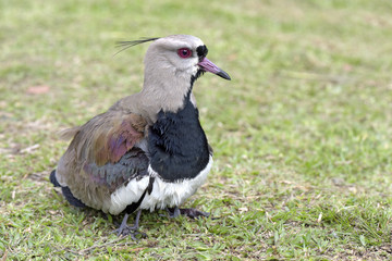 Female of the Southern lapwing nesting cubs