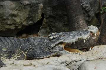 A sleeping crocodile