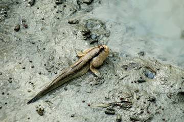 mudskipper or amphibious fish