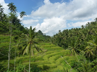Obraz premium Rice fields of Tegalalang, Bali, Indonesia