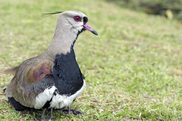Female of the Southern lapwing nesting cubs