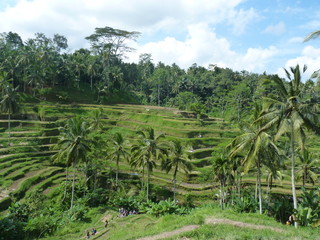 Campuhan ridge walk at Bali island, Ubud, Indonesia