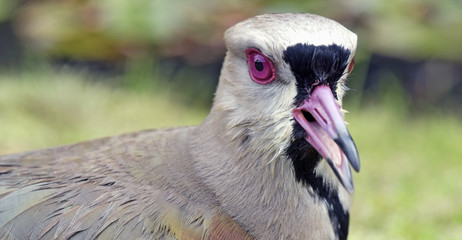 Close-up of head of the Southern lapwing