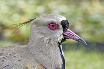 Close-up of head of the Southern lapwing