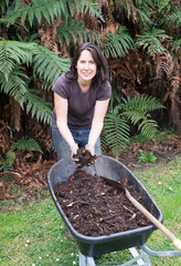 Middle aged woman gardening with home made compost in wheelbarrow. Photographed in New Zealand NZ.