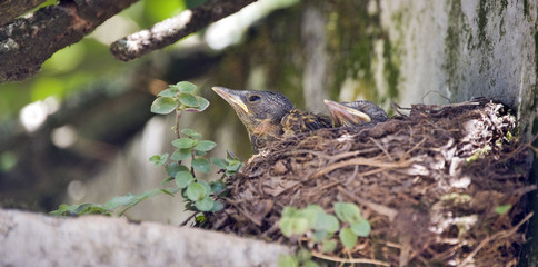 Cub of the pale-breasted thrush  in the nest