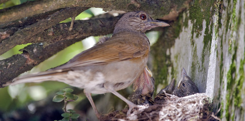 Pale-breasted thrush in the nest with cub