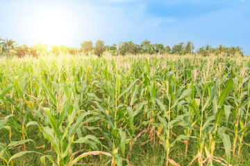 Raw fresh corn fields with blue sky and sunlight as agriculture concept.