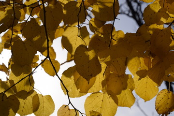 Yellow leaves of linden against the sky and the backlight. Autumn background from leaves of a linden. Yellow autumn leaves