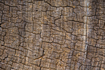 Tree Rings Cross Section