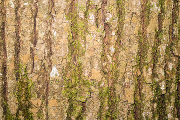 Texture bark of tree with moss