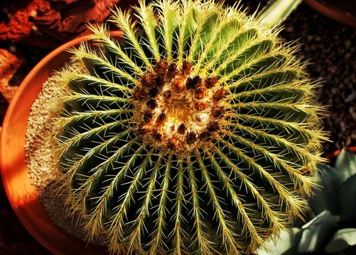 Cactus From Above