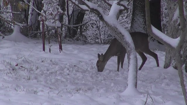 Roe deer in winter looking for apples under apple tree in orchard

