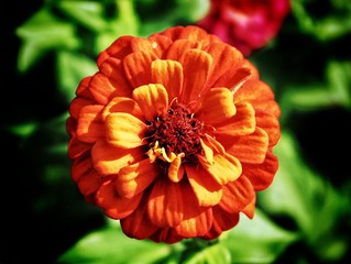 Orange flower