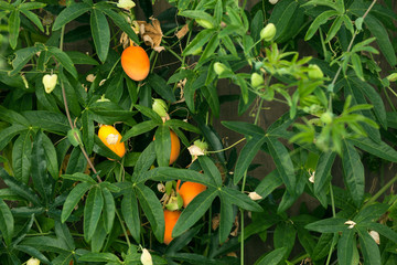 Passiflora caerulea orange fruit hanging on a vine