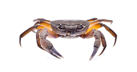 fiddler crab isolated on white background