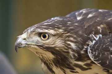 Juvenile Red Tailed Hawk