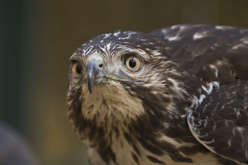 Juvenile Red Tailed Hawk
