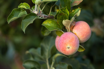 Ripe apples hanging on a tree
