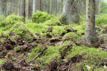 Damage in forest after wild boar, Sus scrofa