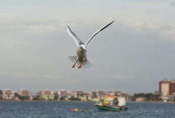 Fototapeta na wymiar Seagull flying with open wings on the sea.