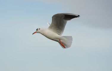 Seagull flying with open wings in blue sky.
