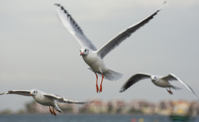 Seagulls flying with open wings in blue sky.