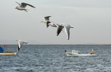 Seagulls flying with open wings on the sea.
