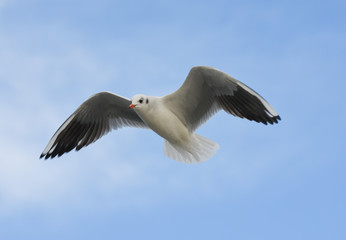 Fototapeta na wymiar Seagull flying with open wings in blue sky.