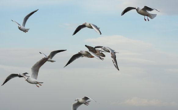 Seagulls flying with open wings in blue sky.