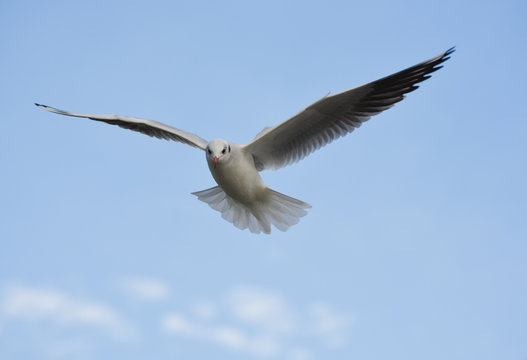 Seagull flying with open wings in blue sky.