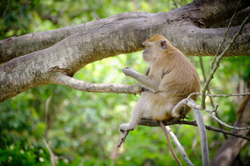 Monkeys
