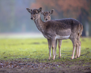 Two dark colored female Fallow deer