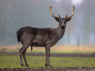 Dark colored male Fallow deer